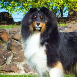 Shetland Sheepdogs from Iona Shelties