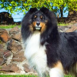 Shetland Sheepdogs from Iona Shelties