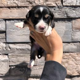 Deegz - Black and tan male Pembroke Welsh Corgi puppy in Benjamin, Utah from Nuna’s  Corgis