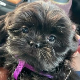 Augie - Shih Tzu