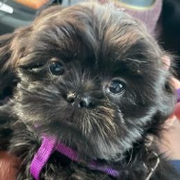 Augie - Shih Tzu