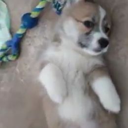 Pembroke Welsh Corgi Puppies from Sunrise Corgis Los Angeles