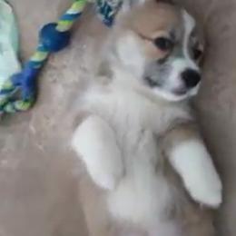 Pembroke Welsh Corgi Puppies from Sunrise Corgis Los Angeles