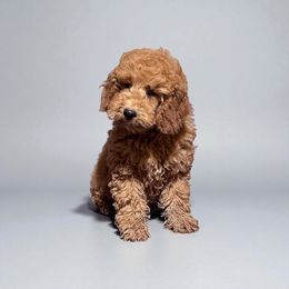Bran Stark - Red  male Goldendoodle puppy in Bells, Texas from Partridge Doodles and Poodles