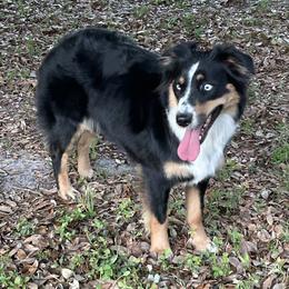 Dolly - Australian Shepherd