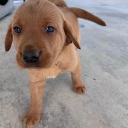 Yellow - Yellow female Labrador Retriever puppy in Newton Grove, North Carolina from Wayalife Labradors & Gsp’s