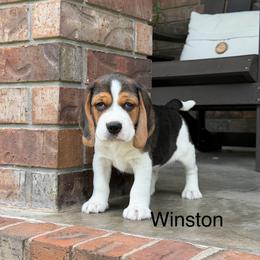 Winston - Black white and tan male Beagle puppy in Mansfield, Missouri from Rippee Creek Kennel