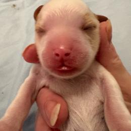 Sadie - Blenheim female Cavalier King Charles Spaniel puppy in Melbourne, Florida from Majestic Cavaliers of Melbourne FL
