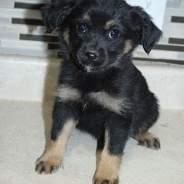 Australian Shepherd Puppies from REKN’ Kennel Aussies