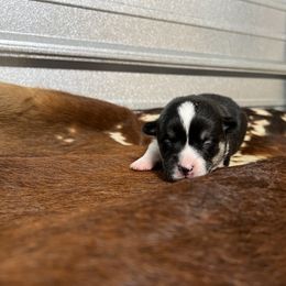 Boy 2 - Black and tan Pembroke Welsh Corgi puppy in Linden, Texas from W&W “lil” Wrangler Corgis