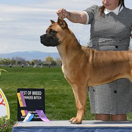 Cane Corso from Winchester Cane Corso