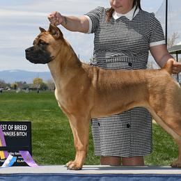 Cane Corso from Winchester Cane Corso