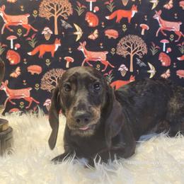 Foxara Brindlewyr - Wild boar female Dachshund puppy in Willard, Utah from Simply Sharing Love