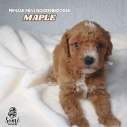 Maple - Red  male Goldendoodle puppy in Palmetto Bay, Florida from SOMIDOODLES