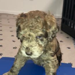 Jessie - Chocolate merle female Bernedoodle puppy in Williston, Florida from Tera Caldwell