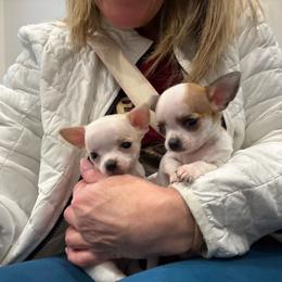 Boy 1 - White male Chihuahua puppy in Oklahoma City, Oklahoma from Teacup Chihuahuas and Friends