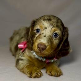 Willow Lace - Dapple female Dachshund puppy in Sutherland, Virginia from Sutherland Estates Dachshunds