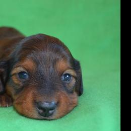 Girl 1 - Red female Dachshund puppy in Cherokee, Oklahoma from Special “K” Dachshunds