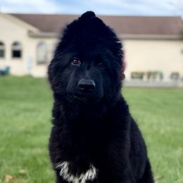Olympia - Black female German Shepherd puppy in Johnstown, Ohio from Vom Haus Neufus