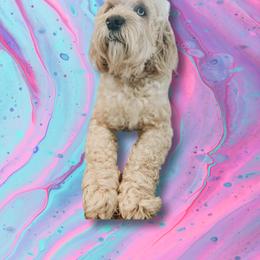 Kiwi - Goldendoodle