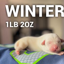 Winter - Yellow female Labrador Retriever puppy in Puyallup, Washington from 12 Door Farm Labradors