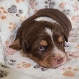 Nutmeg - Red tri female Miniature Australian Shepherd puppy in Laconia, Indiana from Beasley Acres Aussies