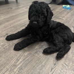 Black Male (3) - Black Cockapoo puppy in Dahlonega, Georgia from Loveable Cockapoos