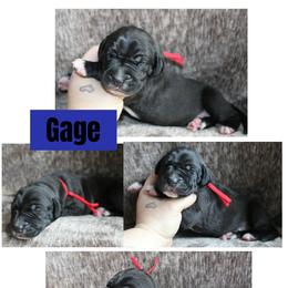 Gage - Black male Great Dane puppy in Spokane, Washington from Phoenix Family Danes