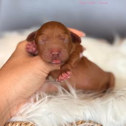 Tater Tot - Red  female Goldendoodle puppy in Las Vegas, Nevada from Dose of Doodles