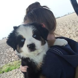 Miniature Australian Shepherd Puppies from Liberty Luck Mini Aussies