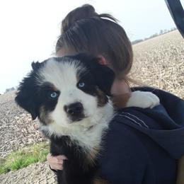 Miniature Australian Shepherd Puppies from Liberty Luck Mini Aussies