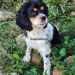 Zoey - Cocker Spaniel