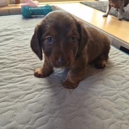 Rosalie - Chocolate and tan female Dachshund puppy in Eureka, California from Wigglebutts Mini Dachshunds