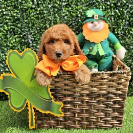 Millie Mae's Orange Boy - Red  male Goldendoodle puppy in Kountze, Texas from Texas Doodles LLC