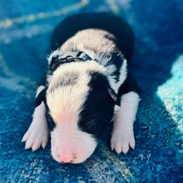 Navy - Black and white male Border Collie puppy in Minden, Iowa from Rocking N Registered Border Collies & Labradors
