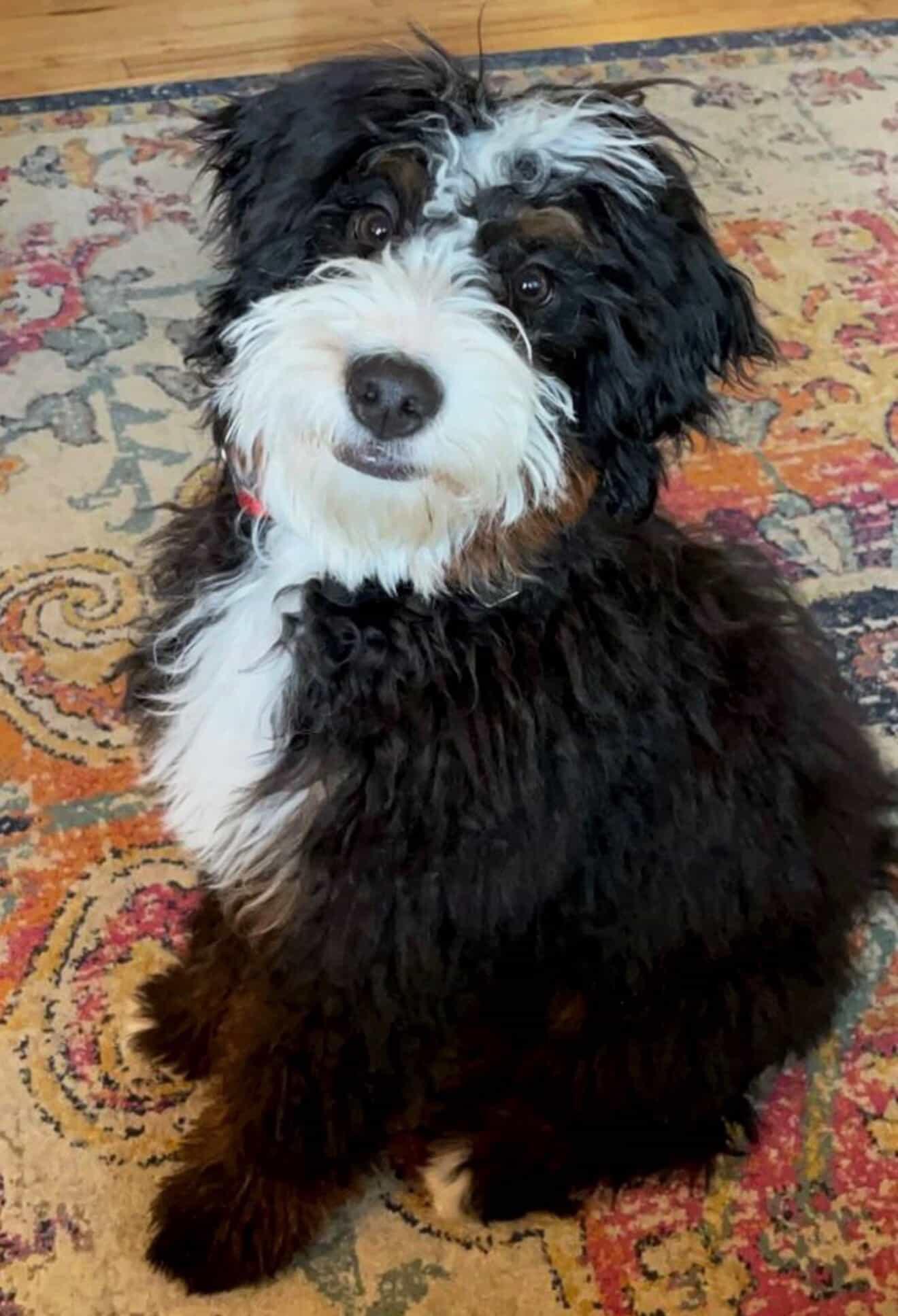 Sully