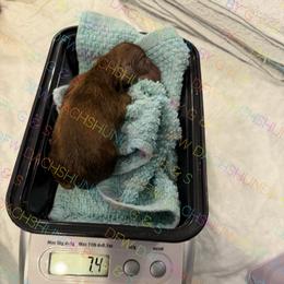Cocoa - Chocolate and tan male Dachshund puppy in Irving, Texas from DFW Dachshunds by G & S