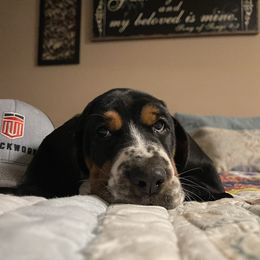 Basset Hound Puppies from Christy's Basset Hounds