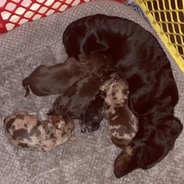 Dachshund Puppies from Garland Weens