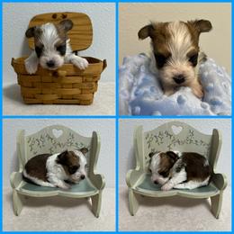 Chocolate Parti Male - Parti male Yorkshire Terrier puppy in Bonney Lake, Washington from Enchanted Yorkies