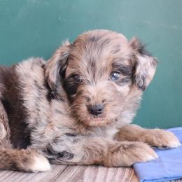 Aussiedoodle, Goldendoodle, and Labradoodle Puppies from Loving Doodle