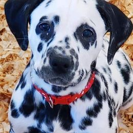 American Corgis, Dalmatians, Miniature American Shepherds, Pembroke Welsh Corgis, and Toy Australian Shepherds from The Wildfire Kennel