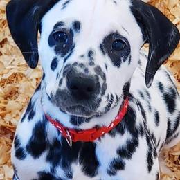 American Corgis, Dalmatians, Miniature American Shepherds, Pembroke Welsh Corgis, and Toy Australian Shepherds from The Wildfire Kennel