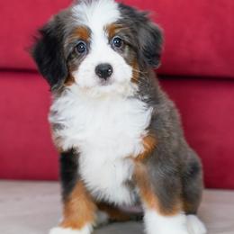 Snickers - Merle female Bernedoodle puppy in Dundee, Ohio from Down Home Doodle