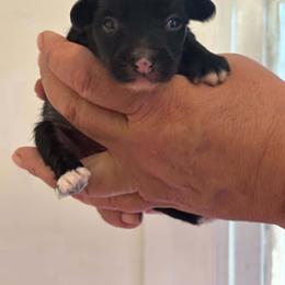 DaoDog Never say Never - Black male Chinese Crested puppy in Highland Park, Michigan from Family Kennel Dao Dog