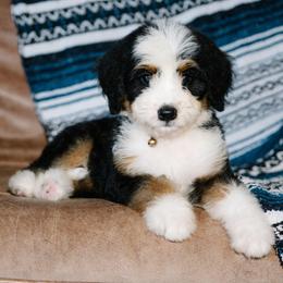 Zafira - Tri-color female Bernedoodle puppy in Grove, Oklahoma from Grand Lake Poodles & Doodles