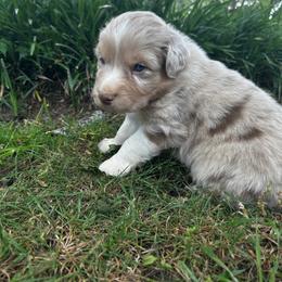 Finn - Red merle male Australian Shepherd puppy in Butler, Georgia from Aussies at Howling Hill Farm