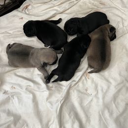 Pug Puppies from Lynnette's Pugs