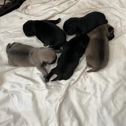 Pug Puppies from Lynnette's Pugs