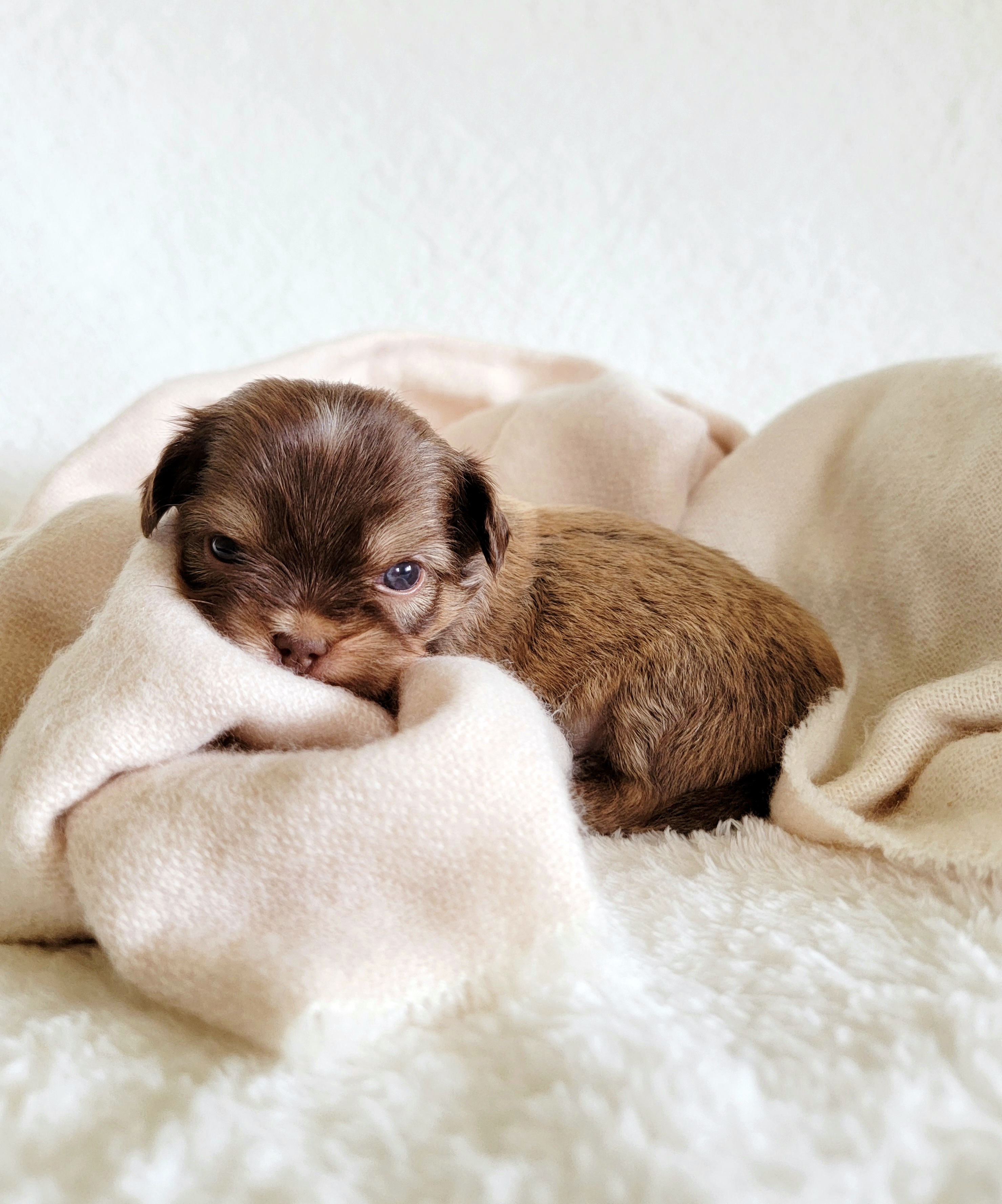 Shih Tzu Puppies from Nelly Kolomiyets